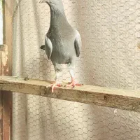 سه تا کبوتر پرشی|پرنده|گنبد کاووس, |دیوار