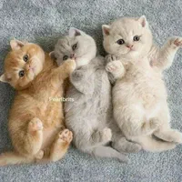 مجموعه گربه های اصیل (بریتیش / پرشین / اسکاتیش)