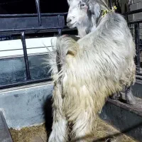 بز آبستن|حیوانات مزرعه|ایذه, |دیوار