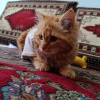 واگذاری گربه خانگی