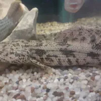 ماهی پولی اندیچری وپتروس ویک عدد ردتیل