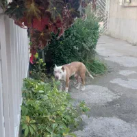 پیتبول اصیل|سگ|عباس‌آباد, |دیوار