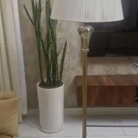 آباژور  برنز بلند