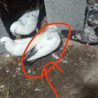 گم شوده
