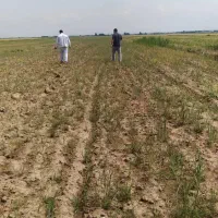 زمین کشاورزی مناسب کاشت پسته