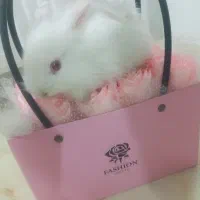 خرگوش لپ و مینیاتوری