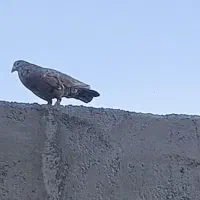 گمشده|پرنده|برازجان, |دیوار