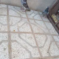 کفتر جنگنده|پرنده|فردوس (خراسان), |دیوار