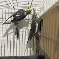 عروس هلندی با جوجه