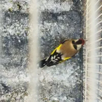 سهره چهارگل رسمی بروجرد|پرنده|مشهد, مشکینی (شهرک غرب)|دیوار