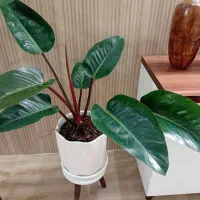 گل آپارتمانی گیاه فیلندرون با گلدان سرامیکی|گل و گیاه طبیعی|قدس, شهرقدس|دیوار