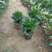 کامپکت سطل 3و4  آگلونما سطل 4|گل و گیاه طبیعی|عباس‌آباد, |دیوار