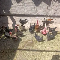 17عدد مرغ تخمی یک عدد خروس محلی|حیوانات مزرعه|ماهان, |دیوار