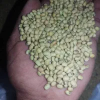 لوبیامحلی ۲تن دارم کیلویی ۱۵۰هزار