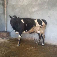 گاو شیری|حیوانات مزرعه|چگنی, |دیوار