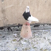 کبوتر طوقی|پرنده|اصفهان, شهرک زاینده رود|دیوار