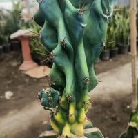 صخره ای ابلق در سایز های مختلف (فول کیفیت)|گل و گیاه طبیعی|قائم‌شهر, |دیوار