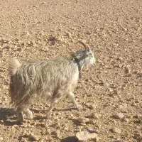 9راس  بز درجع یک|حیوانات مزرعه|بروجن, |دیوار