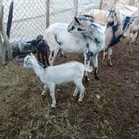 تالی ذات دار خوب