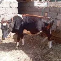 حیوانات مزرعه|حیوانات مزرعه|گنبکی, |دیوار