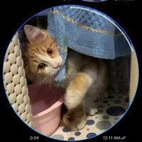 واگذاری گربه