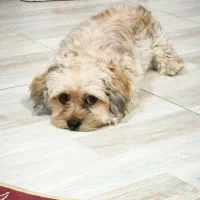 سگ پشمالو شیتزو