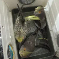 جوجه دون خور