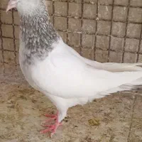 یک جفت کبوتر کله سبزو الماسی و ساده مگسی ماده|پرنده|مشهد, شهرک رازی (شهرک غرب)|دیوار