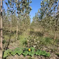 زمین باغ چوب صنوبر ۱۲ هزار متر با سند