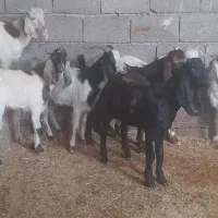 بز ۷ عدد نر بزورگ  جنس خوب|حیوانات مزرعه|شادگان, |دیوار