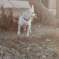 واگذاری سگ شیتزو|سگ|پاکدشت, پاکدشت (مامازند)|دیوار