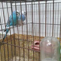 یک جفت مرغ عشق|پرنده|مراغه, |دیوار