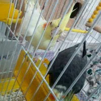 عروس هلندی