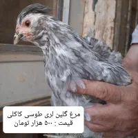 مرغ و جوجه گلین لری از نژاد اصلی اورجینال|حیوانات مزرعه|قم, نوبهار|دیوار