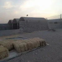 فروش گاوداری صنعتی|فروش دفتر صنعتی، کشاورزی، تجاری|فردوس (خراسان), |دیوار