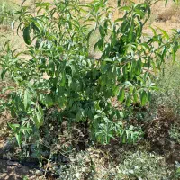 فروش باغ زیبا و آینده دار|فروش زمین و ملک کلنگی|زنجانرود, |دیوار