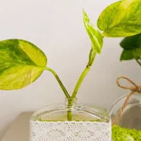 گل پتوس و گلدان شیشه ای