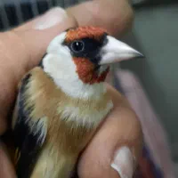 سهره چونه سفید|پرنده|ری, ولی آباد|دیوار