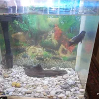 آکواریوم  با ماهی