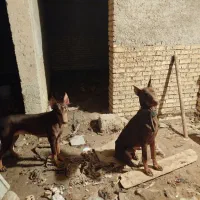 سگ دوبرمن|سگ|خرمشهر, |دیوار