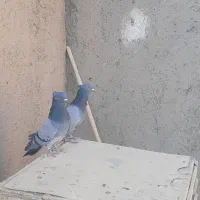 کفتر سبز خطی