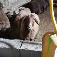 میش هترو وهمو