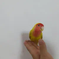 طوطی برزیلی صورت هوایی|پرنده|قم, انسجام|دیوار