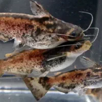 ماهی کت چوبی پنگوسی کلمبیا مولد