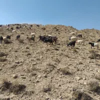 بز همه جوان جنس خوب دورگ فروشی