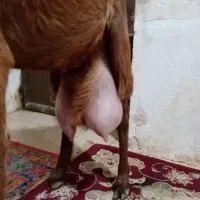 بز پتیری پر شیر