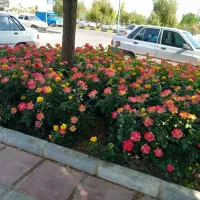 اجاره خانه ویلایی ۷۰ متری ۱ خوابه در هفت تیر