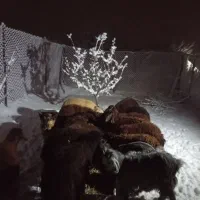 بره داشتی|حیوانات مزرعه|انزل, |دیوار