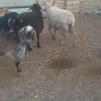 ۲عدد برره فروشی|حیوانات مزرعه|سبزوار, قصبه غربی|دیوار