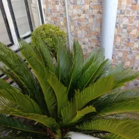 گل سیکاس بزرگ